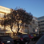 prop sitbosq pimp bodegbaqnov14 080